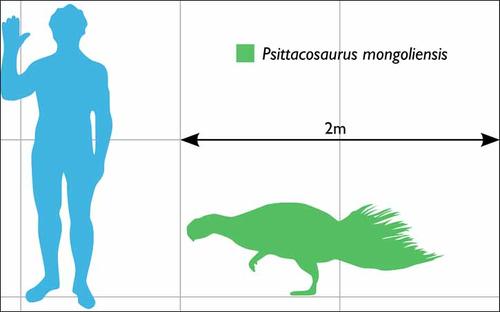 Psittacosauras, un asombroso &ldquo;loro-lagartija&rdquo; comparado con el cuerpo humano. Foto: SiberianTimes.com