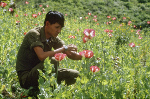 La amapola se ha convertido en un problema sin soluci&oacute;n en la frontera entre Guatemala y M&eacute;xico.  (Foto: ONUDD)