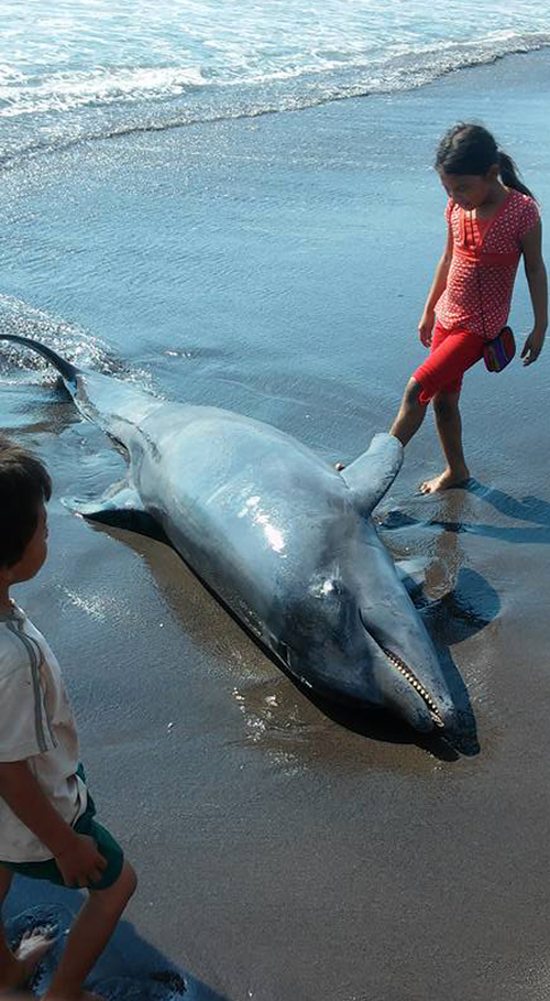 Los ni&ntilde;os fueron los que m&aacute;s interactuaron con el animal muerto.  (Foto:  &Aacute;ngel Revolorio/Nuesto Diario) 