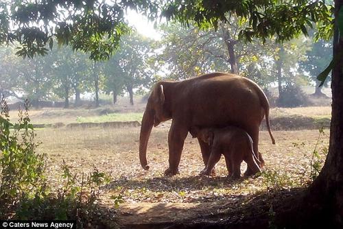Madre e hijo caminan por el bosque buscando un lugar pac&iacute;fico. (Foto: www.daileymail.co.uk)