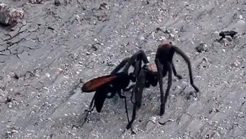 Avispa - tarantula 01