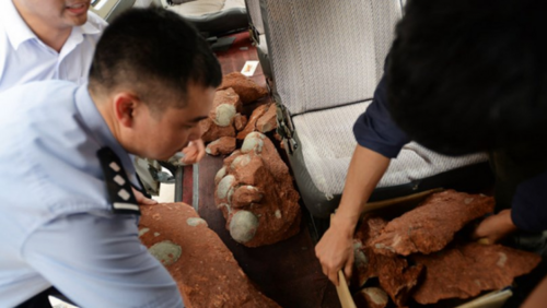 Los huevos fueron extra&iacute;dos de la construcci&oacute;n.  (Foto: EFE) 