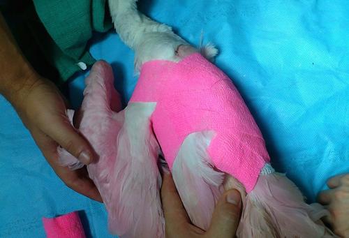 Los veterinarios trataron la extremidad del ave para que pudiera recuperarse. (Foto: Alejandro Morales/Arcas)