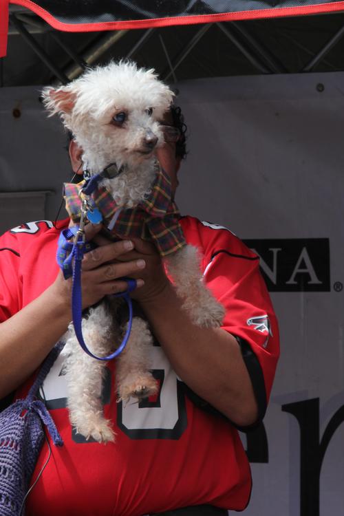 "Copito" es un perrito que sufrió la amputación de su pata derecha debido a una enfermedad que amenazaba con expandirse por todo su organismo. (Foto: Fredy Hernández).