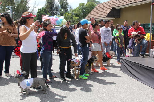 El lugar fue invadido por perros de todas las razas. En esta edición hubo cerca de 50 mascotas de todas las edades con trajes novedosos. (Foto: Fredy Hernández).