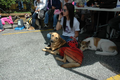 La creatividad de los dueños de las mascotas hizo que los animalitos se vieran graciosos. Algunos esperaban bajo la sombra su turno para desfilar ante el público. (Foto: Fredy Hernández).