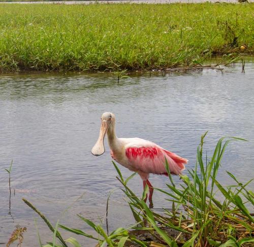 Antes de partir, la espátula rosada se alimentó para tomar energías y emprender al vuelo hacia el sur. (Foto: Fernando Martínez/Arcas)