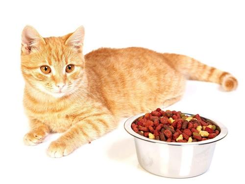 El concentrado para gato es el mejor complemento para su nutrici&oacute;n y desarrollo. (Foto: fotospix.com) 