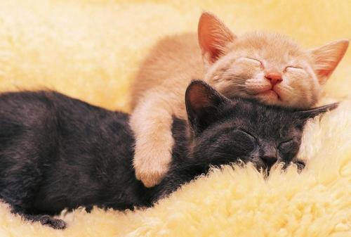 Los gatos necesitan un lugar c&oacute;modo, limpio y seguro para vivir. (Foto: imagenes.4ever.eu)