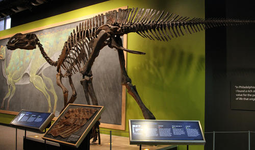 Esqueleto fosilizado de un 'Hadrosaurus foulkii' en la Academia de Ciencias Naturales de Philadelphia, EE.UU.
