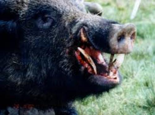 De acuerdo con los bomberos Municipales, la mordedura de un jabal&iacute; podr&iacute;a provocar infecciones de gravedad. (Foto: Archivo)