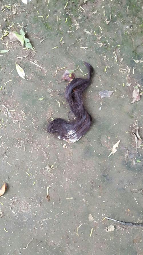 En uno de los terrenos se encontr&oacute; lo que parece ser cabello humano. (Foto: Ministerio de la Defensa) 