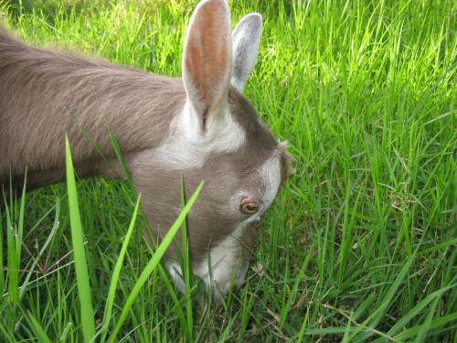 El pasto no es la comida preferida de Ramona. Ella lo que prefiere son las flores. Con las del jard&iacute;n ya arras&oacute;.