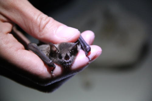 Durante la noche en el Jard&iacute;n Bot&aacute;nico de la USAC fue exhibido un peque&ntilde;o murci&eacute;lago a los ni&ntilde;os y padres de familia. (Foto: Rolando Alvarado/Soy502)