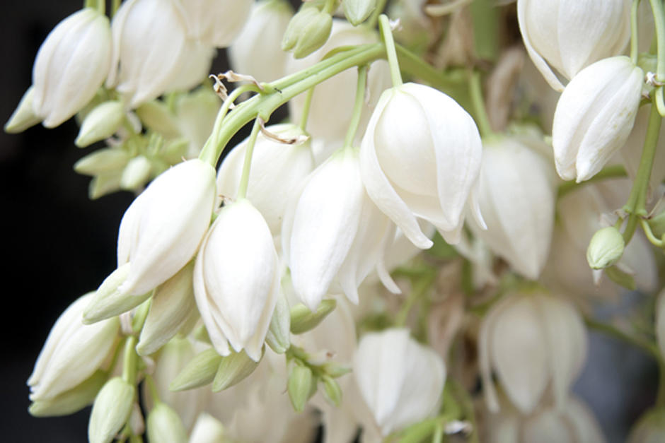 La Flor de Izote, la Pacaya, el Chufle y el Chipilín serán los nuevos productos agrícolas que podrán ser exportados de Guatemala hacia Estados Unidos (Foto: Archivo)