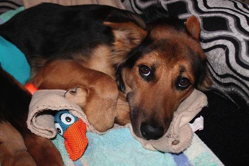 Leo disfruta de su pl&aacute;cidamente de su cama y lindos juguetes. (Foto: Meagan Penman) 