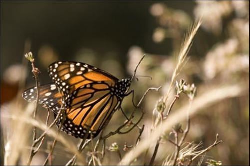Las mariposas que cada oto&ntilde;o viajan desde Canad&aacute; y la zona norte de Estados Unidos hasta M&eacute;xico se repartieron en una superficie de 1,13 hect&aacute;reas, seg&uacute;n expertos. (Foto: AFP)