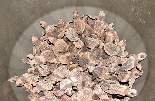 Las cr&iacute;as de tortuga son liberadas principalmente en las tardes ante la mirada de visitantes a la costa sur del pa&iacute;s. (Foto: Conap)