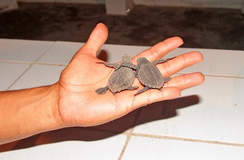 Los neonatos son protegidos en las reservas de Monterrico, Hawaii y Las Ma&ntilde;anitas. (Foto: Conap)