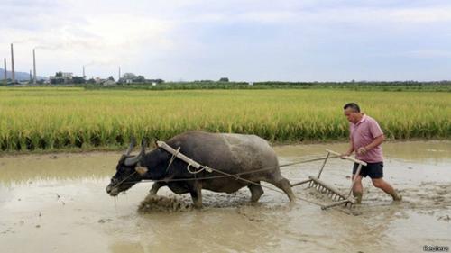 En algunos pa&iacute;ses asi&aacute;ticos se puede dar un aumento del precio de los alimentos.  (Foto: BBC) 