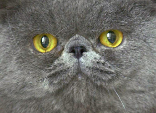 Los gatos son sensibles a los sonidos fuertes por eso es com&uacute;n que busquen refugiarse en lugares silenciosos. (Fotograf&iacute;a: Facebook)