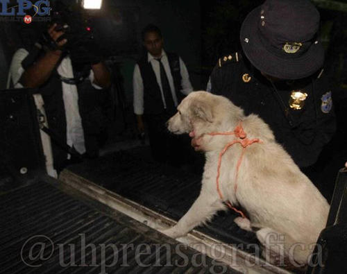Oso le salv&oacute; la vida a unos polic&iacute;as en La Paz, El Salvador.