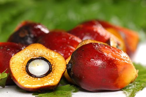 El fruto de la palma africana es rojo como el aceite crudo que se extrae. (Foto: Alchemy)