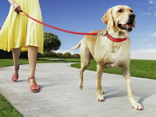 No olvides pasear a tu perro con correa y tenerlo siempre a tu vista. (Foto: actitudfem.com) 