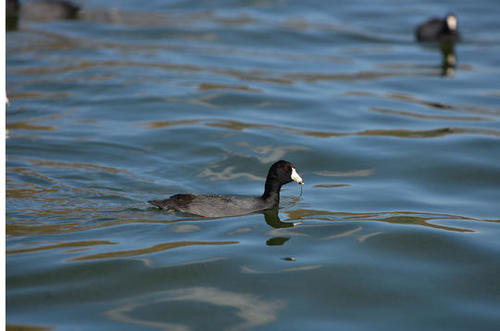 La vida en el Lago de Amatitl&aacute;n es abundante pese a su contaminaci&oacute;n.  (Foto Wilder L&oacute;pez/Soy502)