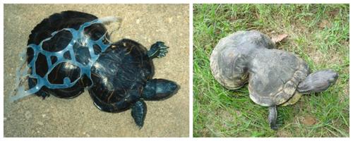 La tortuga fue encontrada cuando ten&iacute;a nueve a&ntilde;os rodeada con el pl&aacute;stico, el da&ntilde;o estaba hecho y ahora vive con esa deformidad. 