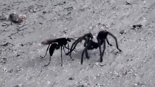 Avisp&oacute;n - Tar&aacute;ntula