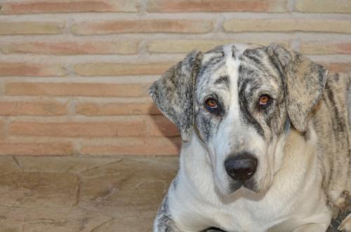 La descripci&oacute;n de las caracter&iacute;sticas &uacute;nicas de tu mascota, pueden ayudarte a encontrarle m&aacute;s r&aacute;pido. (Foto: blogs.20minutos.es) 