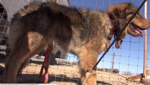 Este era el perrito con mayores problemas en su cuello, debido al collar que ten&iacute;a puesto. (Foto: Eldad Hagar/Hope for Paws) 