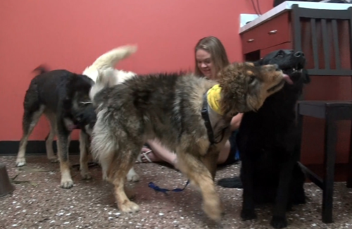 La familia reunida luego de un tortuoso rescate y la operaci&oacute;n de los perritos con mayores problemas de piel. (Foto: Eldad Hagar/Hope for Paws) 