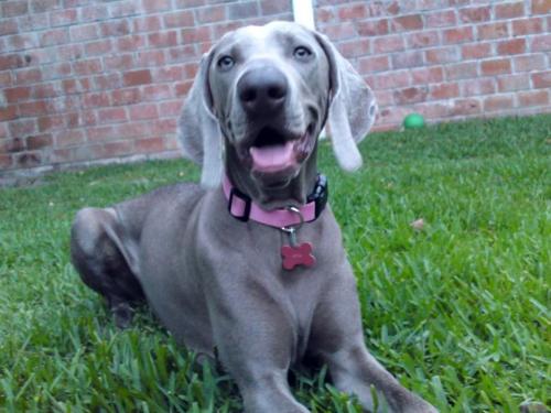 Mant&eacute;n a tu mascota debidamente identificada. (Foto: uniteddogs.com) 