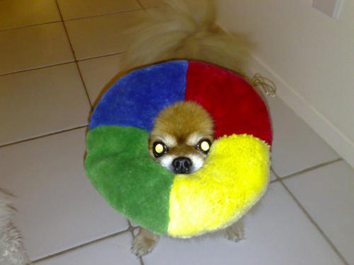 ¡Sálvense quien pueda! (Foto: Imgur) 