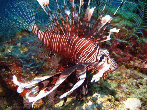 As&iacute; se observa un ejemplar de pez le&oacute;n. (Foto: Google)
