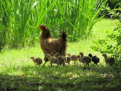 Al ver a la gallina con sus pollitos, percib&iacute; la oportunidad. (Foto: Wikipedia)