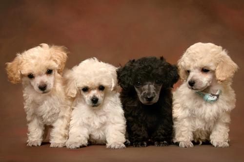 Cuando se habla de perros colochos, los primerso que vienen a la mente son los llamados "french poodles". (Foto: Allpuppies.com)