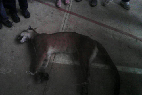 Rara vez se ve en Guatemala un ejemplar de puma. Este fue cazado supuestamente en San Marcos. (Foto: Mi voz por la tuya/Facebook)