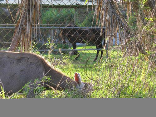 La Ramona ya tiene con quien pastar. Es un caballo y al parecer... disfruta mucho de esa compa&ntilde;&iacute;a.