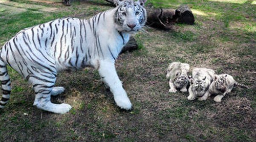 Los trillizos son dos hembras y un macho, que nacieron despu&eacute;s de 105 d&iacute;as de gestaci&oacute;n.