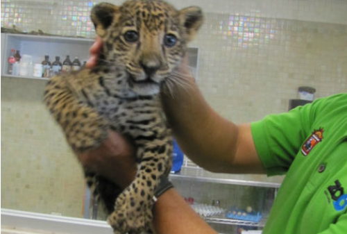 Por el momento, el cachorro fue llevado al Zool&oacute;gico de Culiac&aacute;n.