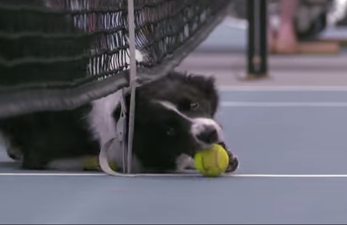 Perros "alcanza pelotas 01"