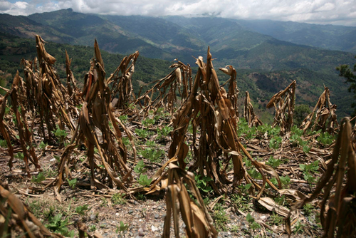 El sistema podr&iacute;a ser la herramienta adecuada para que los cultivos en Guatemala sean f&eacute;rtiles en cualquier &eacute;poca del a&ntilde;o.