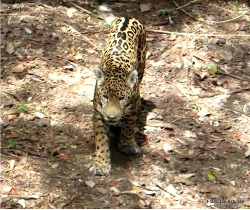 Elvis, en su h&aacute;bitat natural. (Foto: Francisco Asturias/Reserva de la Bi&oacute;sfera Maya)