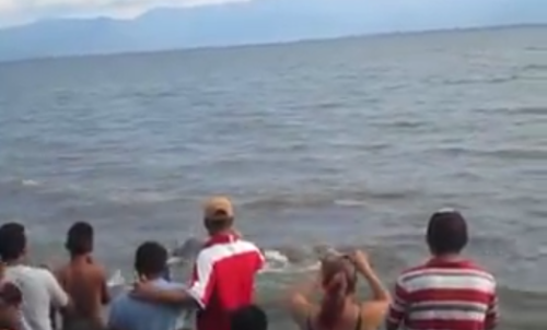 Los visitantes se mostraron sorprendidos al ver a los manat&iacute;es que jugueteaban en las orillas de R&iacute;o Dulce, El Estor, Izabal. (Foto: YouTube) 