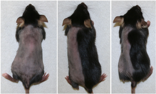 Etapas de crecimiento del pelo en las pruebas efectuadas en ratones. (Foto: youtube)