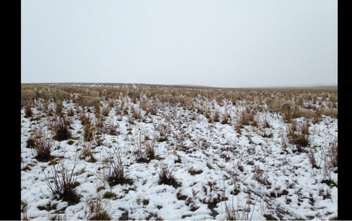Mientras m&aacute;s se acercaba la granjera, se notaba un poco mejor a los animales. 