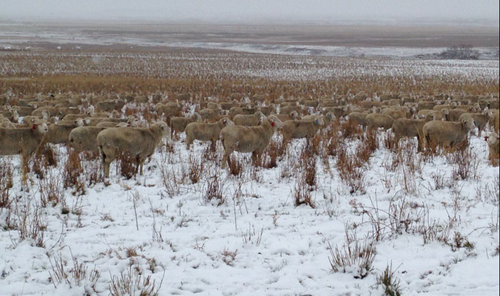 Al final, la mujer comparti&oacute; una foto en la que muestra su reba&ntilde;o. 